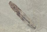 Fossil Leaf and Beetle Plate - Utah #219801-3